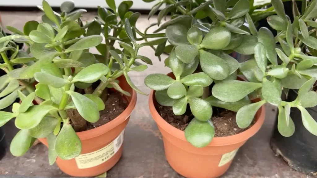 plants for salty coastal balconies - featured jade