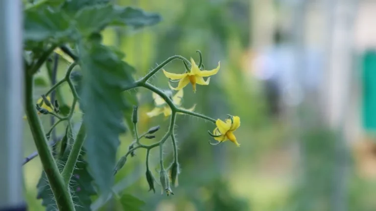 tomatoes dropping flowers on balcony - featured