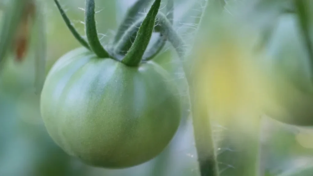 tomatoes dropping flowers on balcony - newly pollinated