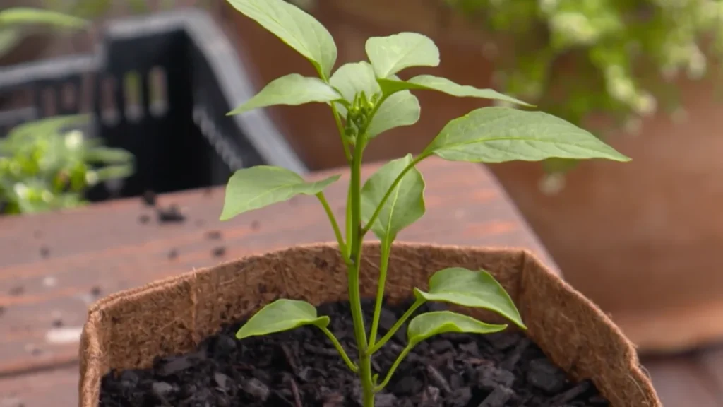 using grow bags on balconies - chilli