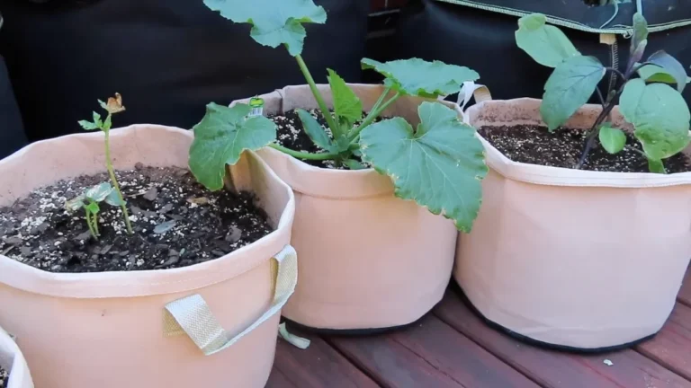 using grow bags on balconies - feature