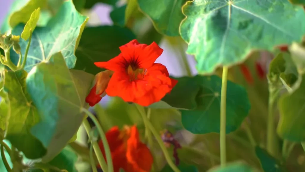 What Are Some Small Edible Flowers for Balcony - nasturtiums