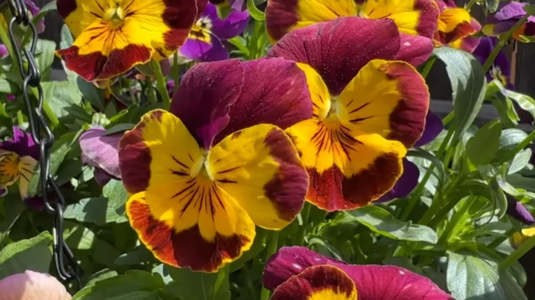What Are Some Small Edible Flowers for Balcony - pansy