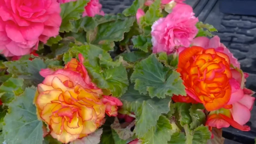 what flowers do well with partial shade - feature