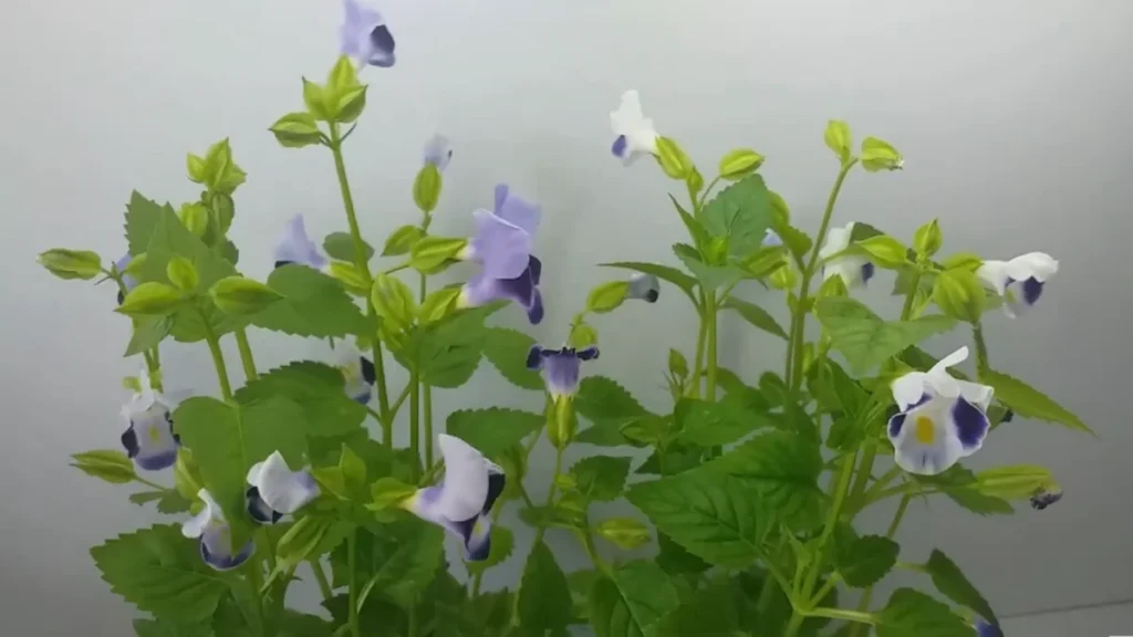 what flowers do well with partial shade - purple torenia