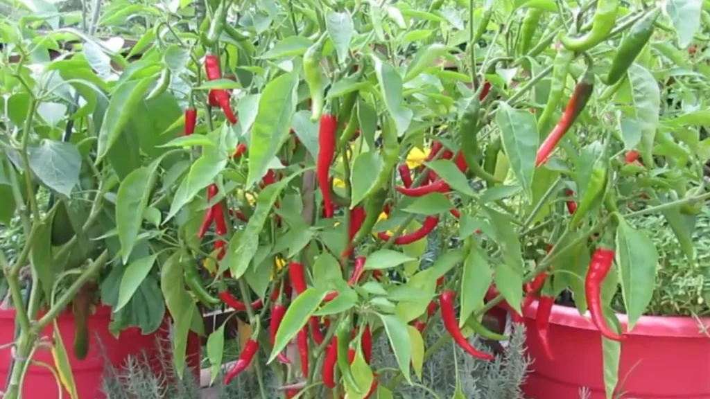 what potted plants like morning sun - chilli