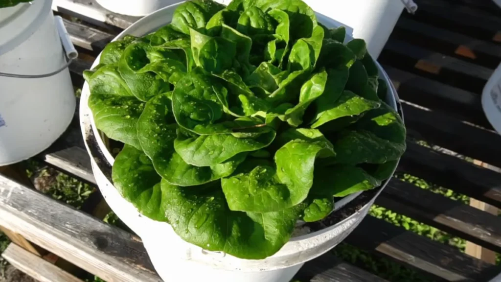 what potted plants like morning sun - green