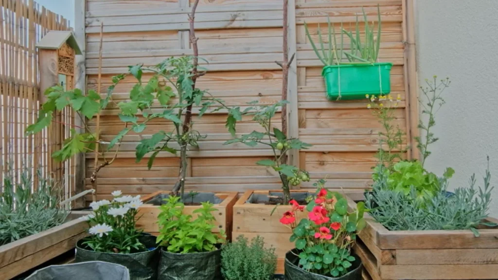 Balcony Plants Growing but Not Producing Fruits - solid wall