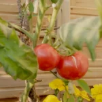Balcony Plants Growing but Not Producing Fruits - tomatoes