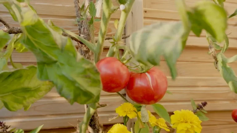 Balcony Plants Growing but Not Producing Fruits - tomatoes