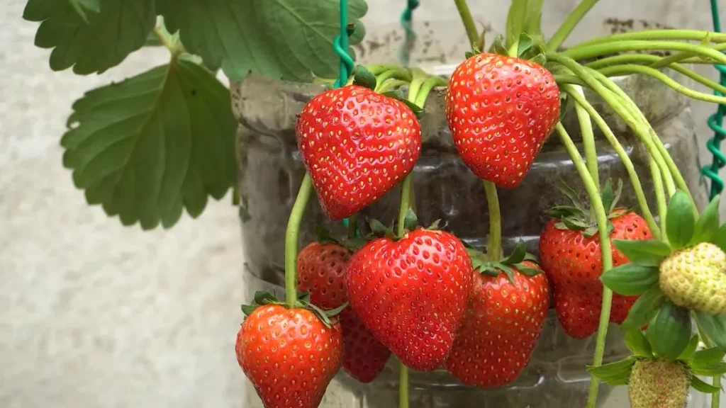 What is the best soil for potted strawberries - repurpose