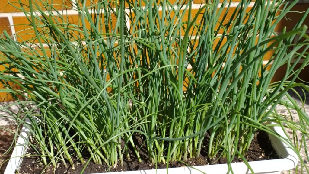 Can You Grow Spring Onions in Balcony Pots - from seeds