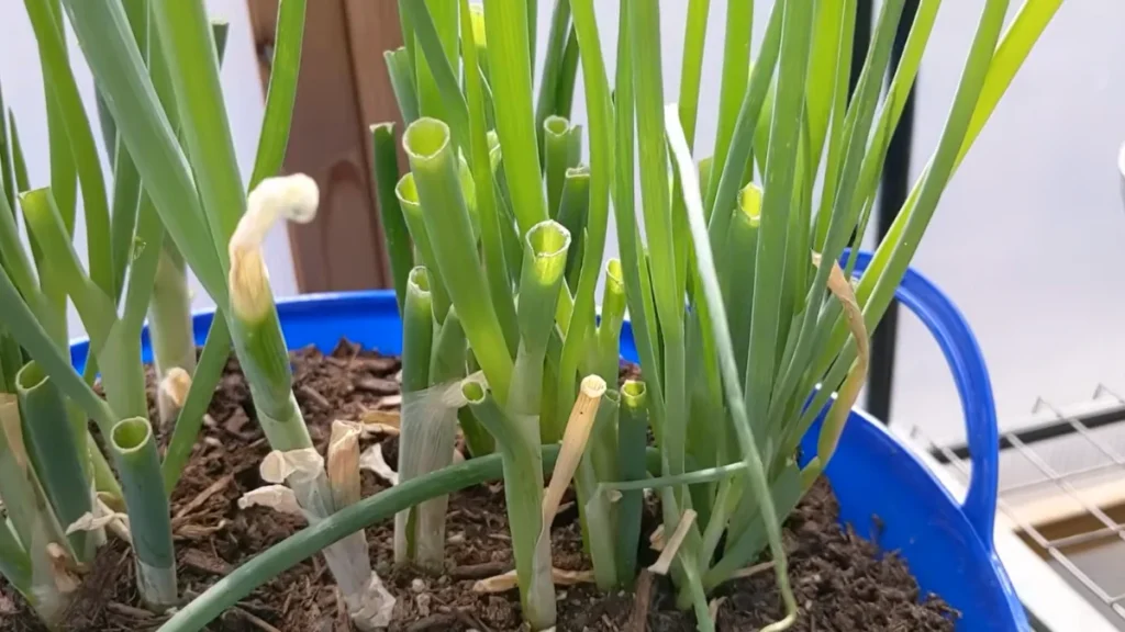 Can You Grow Spring Onions in Balcony Pots - regrow