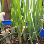 Can You Grow Spring Onions in Balcony Pots - regrow