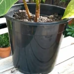 Do Plants Grow Better in Plastic or Ceramic Pots - plastic