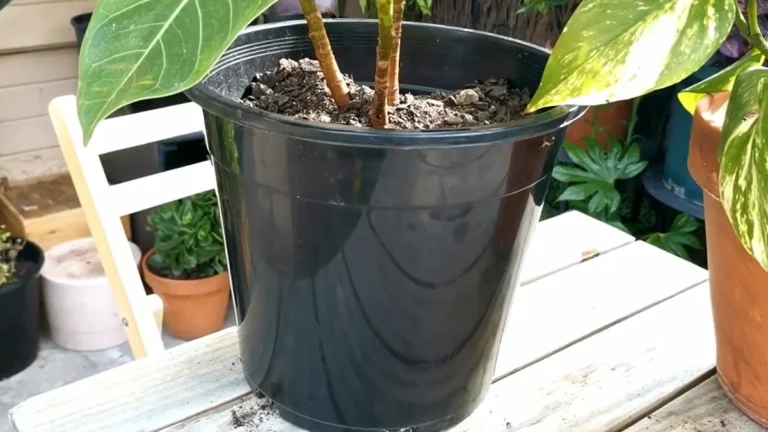 Do Plants Grow Better in Plastic or Ceramic Pots - plastic