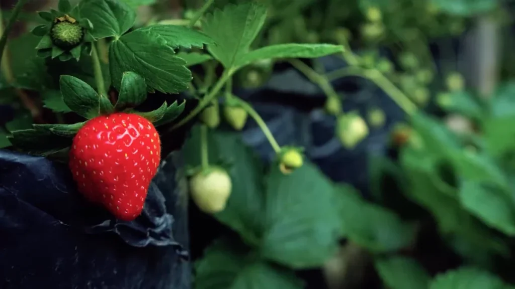 What is the best soil for potted strawberries - repurpose - pot