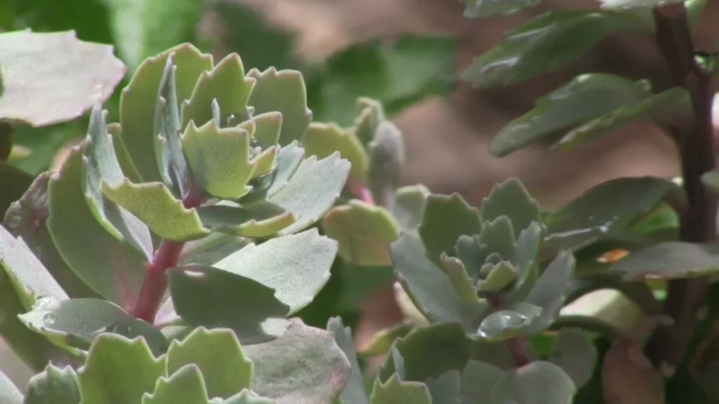 What succulents can stay outside - sedum variety2