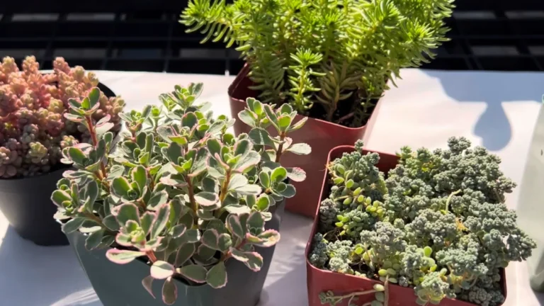 What succulents can stay outside - types