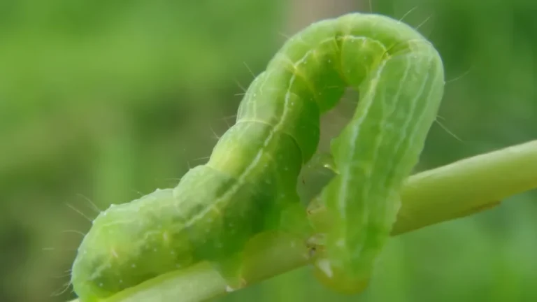 Why are my plants leaves getting holes - caterpillar