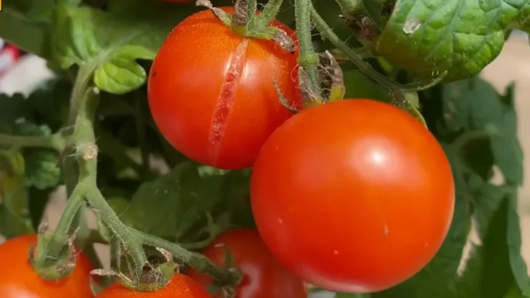 best vegetables for enclosed balconies - cherry tomatoes