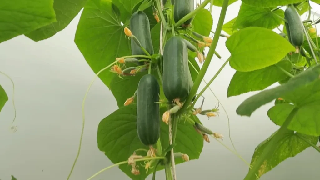 best vegetables for enclosed balconies - cucumbers