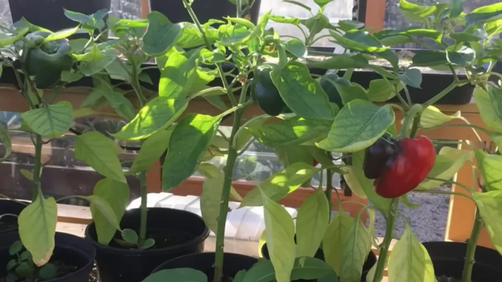 best vegetables for enclosed balconies - peppers