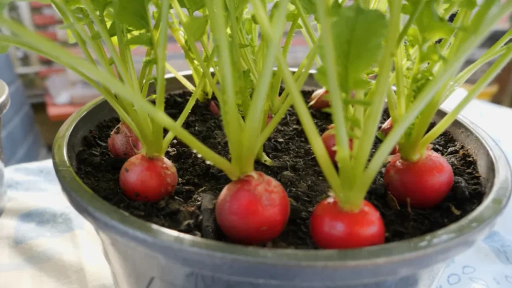 best vegetables for enclosed balconies - radish