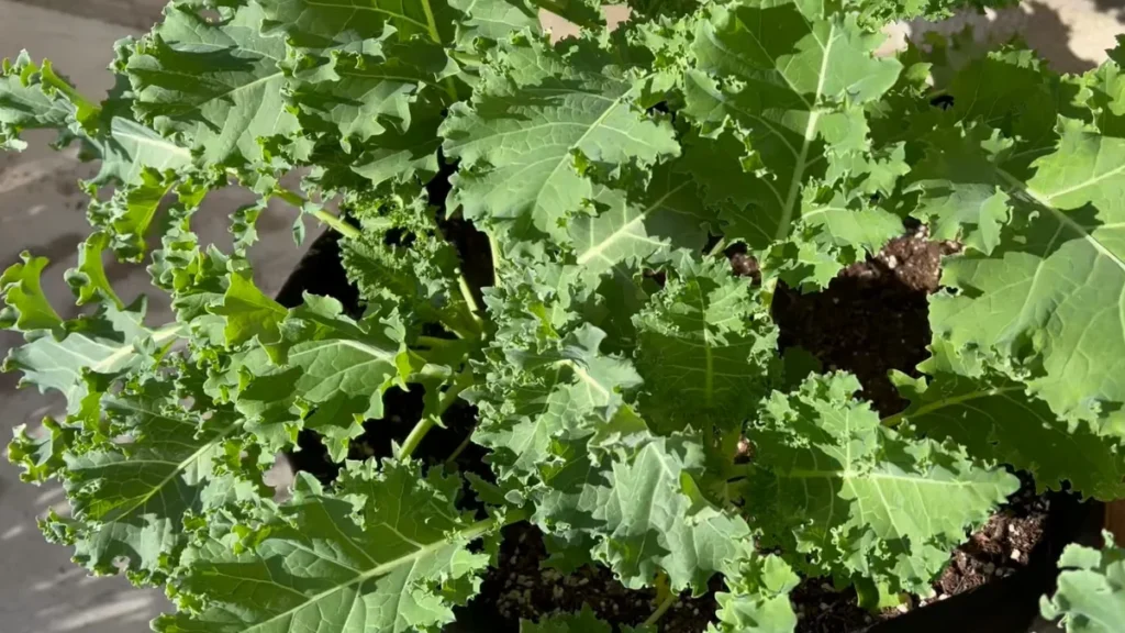 plants can handle heavy rain on a balcony - kale