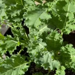 plants can handle heavy rain on a balcony - kale
