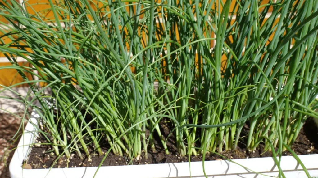 plants can handle heavy rain on a balcony - spring onion