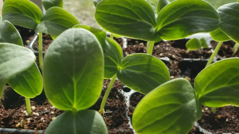 Seedlings Die After Moving to a Balcony - cucumber