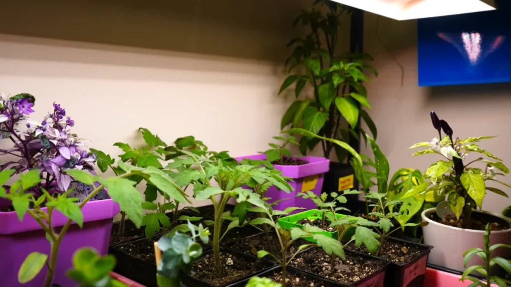 Seedlings Die After Moving to a Balcony - using light