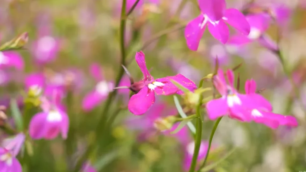 Best Plants for Balconies Facing Busy Streets - Lobelia
