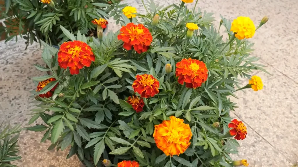 Best Plants for Balconies Facing Busy Streets - Marigolds