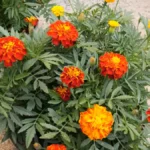 Best Plants for Balconies Facing Busy Streets - Marigolds