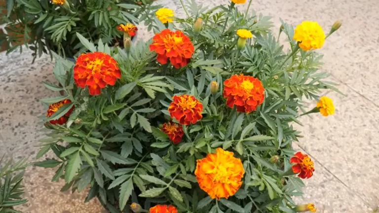 Best Plants for Balconies Facing Busy Streets - Marigolds