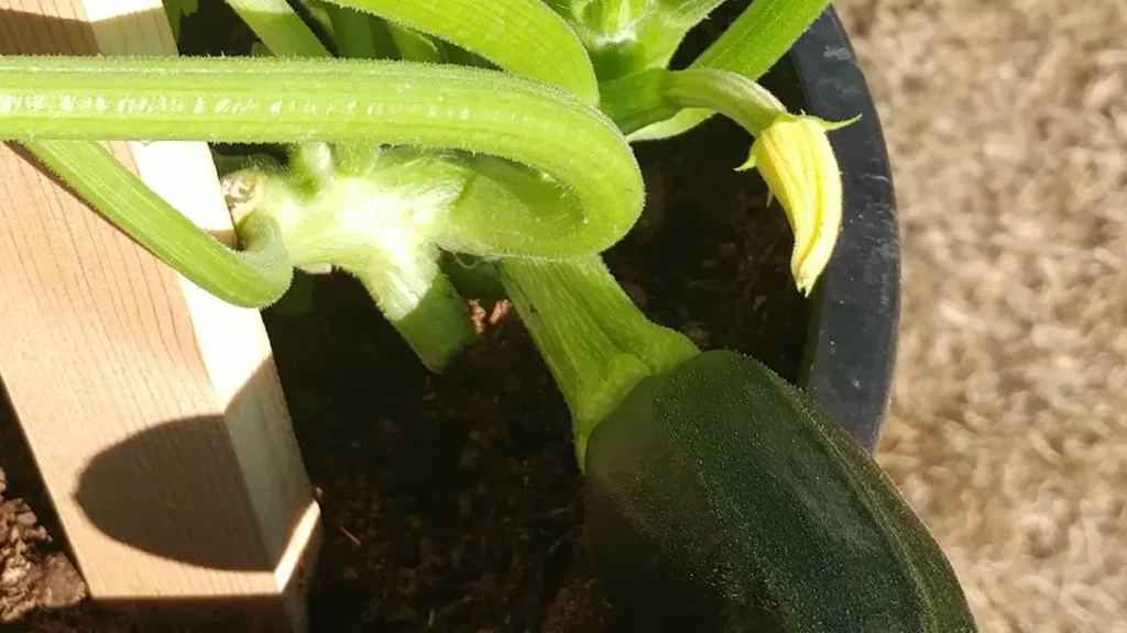 Can Zucchini Grow on a Small Balcony - new grow