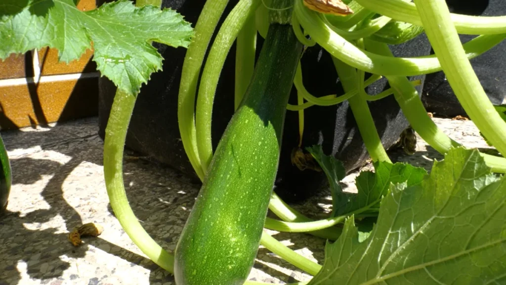 Can Zucchini Grow on a Small Balcony - ready