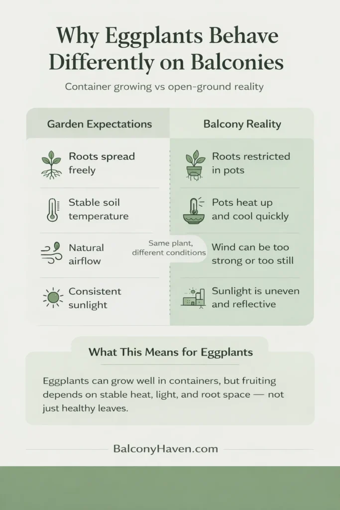 Eggplant growing_ garden vs balcony