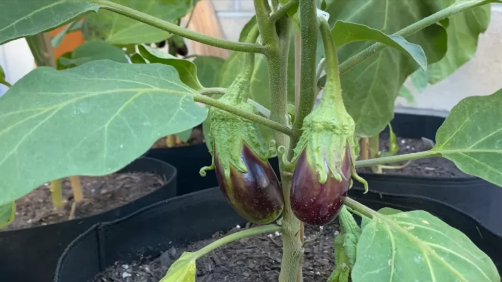 Eggplants Grow Well in Containers on a Balcony - new fruits