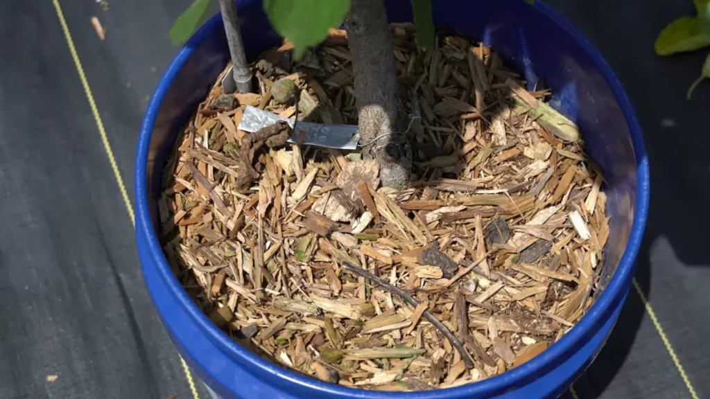 Keep Soil Constantly Moist on a Balcony - Dried