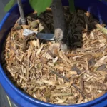 Keep Soil Constantly Moist on a Balcony - Dried