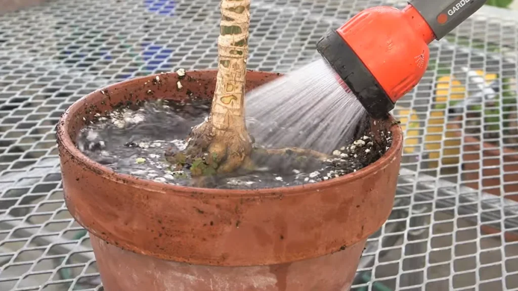 Keep Soil Constantly Moist on a Balcony - Watering