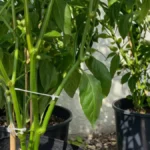 My Plant Is Not Flowering - bell peppers