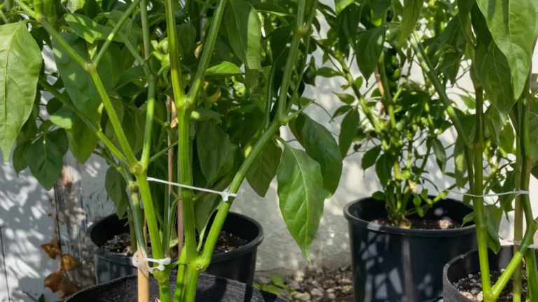 My Plant Is Not Flowering - bell peppers