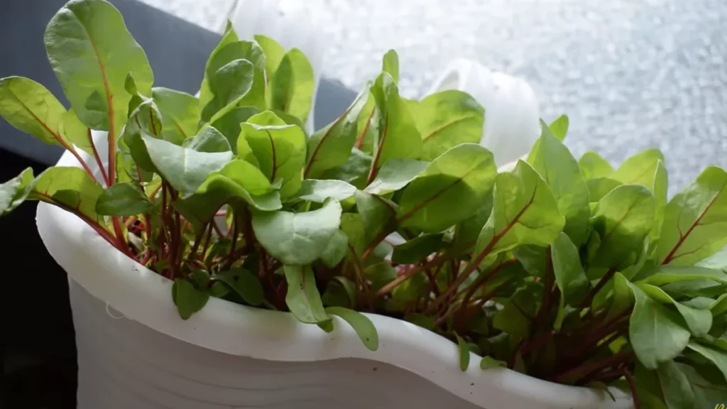 Secure Plant Pots on a Balcony - beetroot