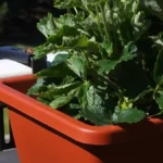 Secure Plant Pots on a Balcony - strawberry