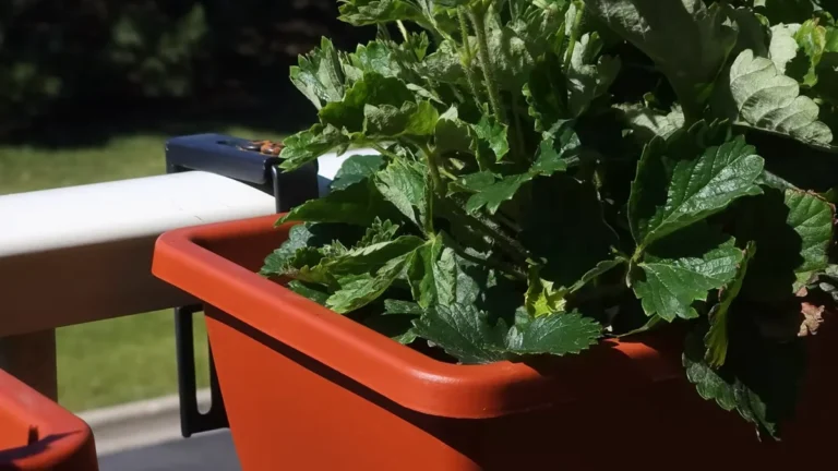 Secure Plant Pots on a Balcony - strawberry