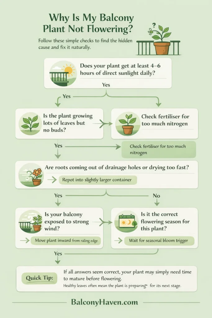 Why isn't my plant flowering - My Plant Is Not Flowering